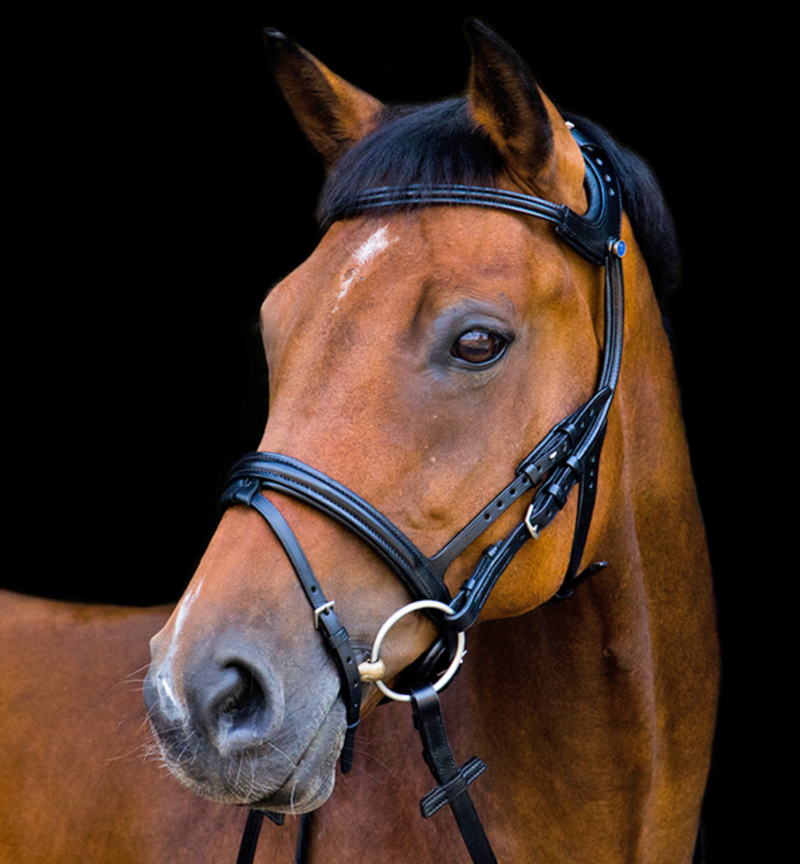 Stubben Freedom Bridle